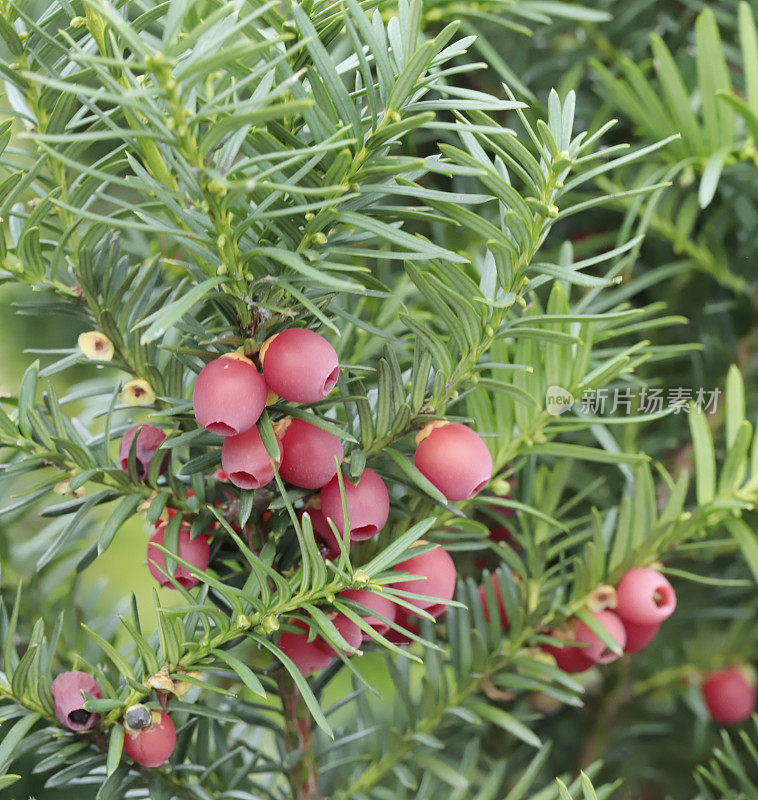 红豆杉(Taxus baccata)红浆果